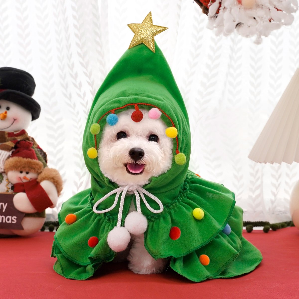 Bichon maltais en cape sapin verte